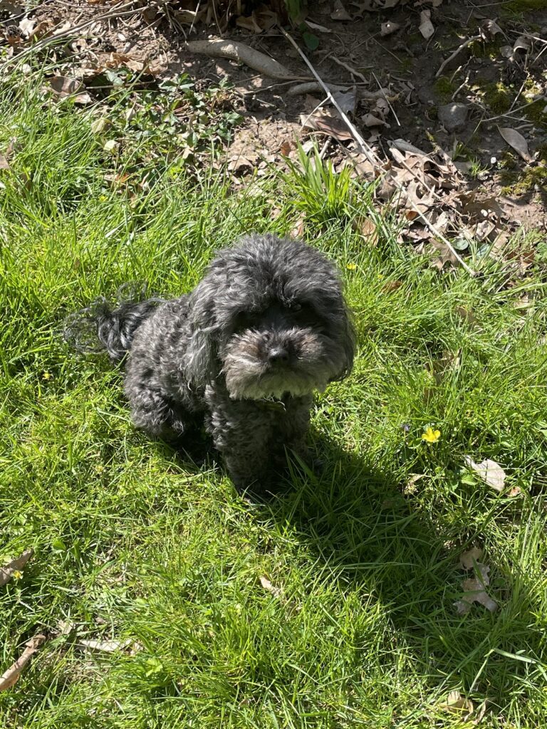 Domino
