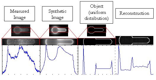 Graphic for the true fluorophore distribution along the aspirated portion of the membrane.