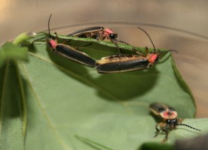 IMG_0341-2