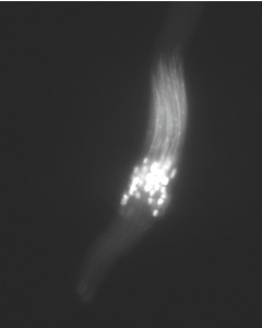 SRsperm