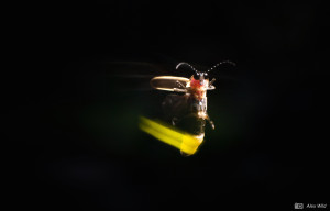 Alex Wild Photinus swoosh original